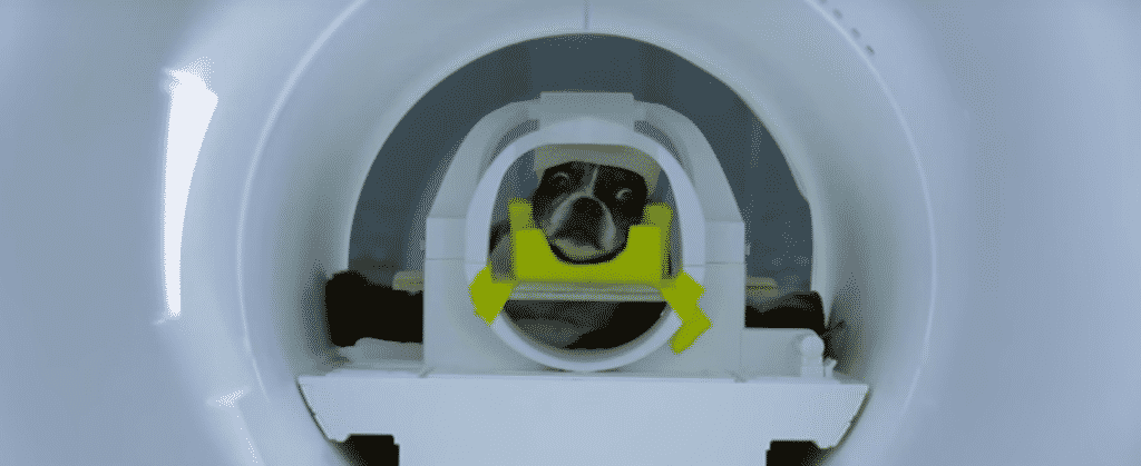 Escaneo de Perros
