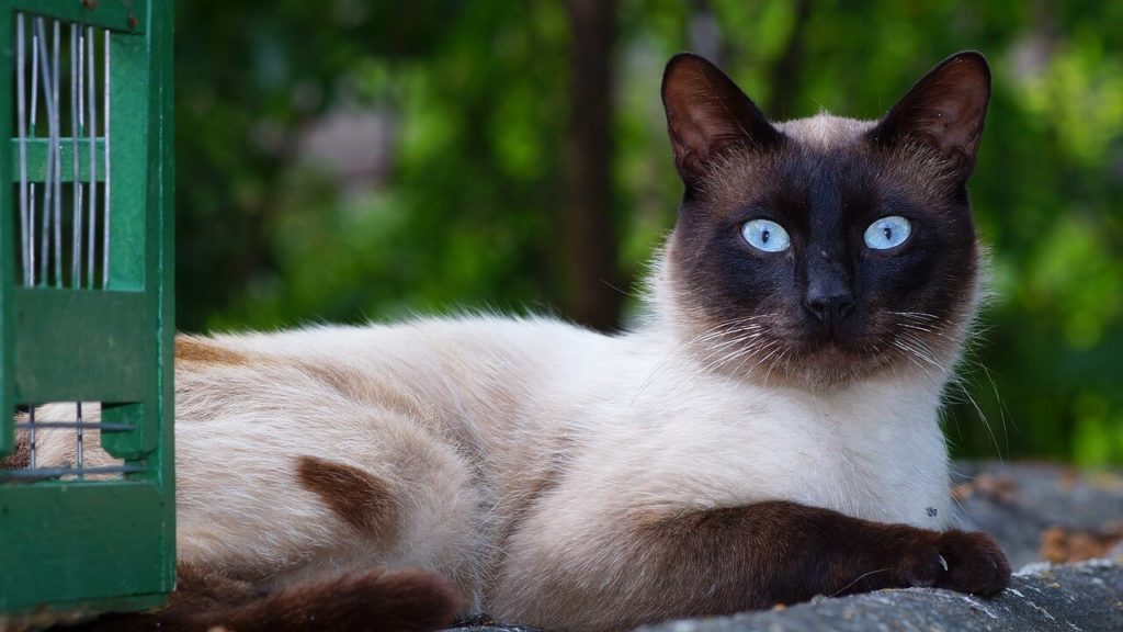 Surrey Suponer invadir El Carácter del Gato Siamés (Encantador) - Pet Posts