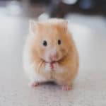 enfermedades hamsters comunes
