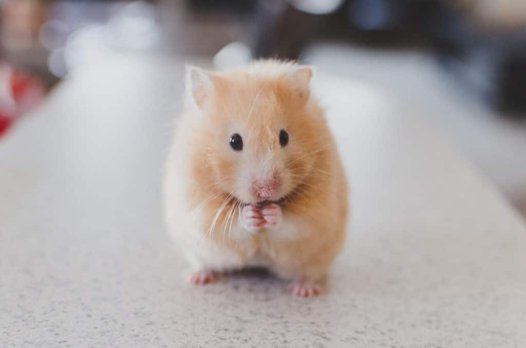 enfermedades hamsters comunes