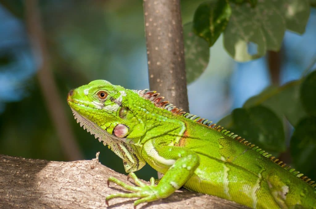 Contribuyente mecánico laringe Cómo Hacer un Terrario para Iguanas? - Pet Posts