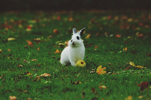 Los conejos pueden comer cascara de naranja