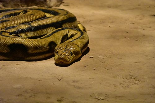 Anaconda Verde - Animales que viven en la jungla