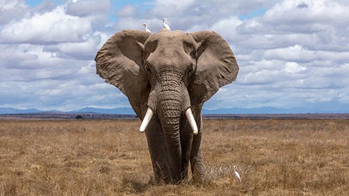 Elefante - Animales que viven en la selva