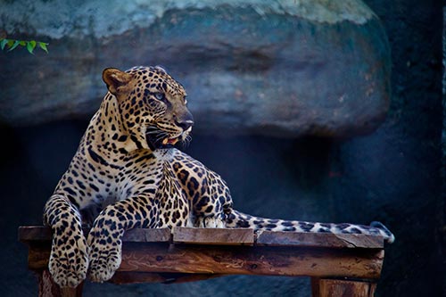 Jaguar vive en la selva