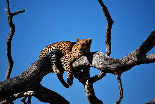 Leopardo - Animales que viven en la jungla