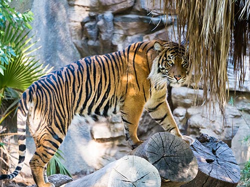 Tigre de Bengala - Animales que viven en la Jungla