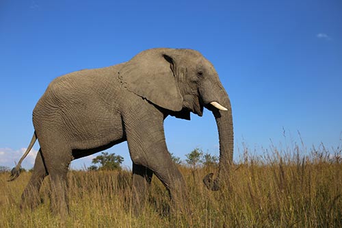 cuanto pesa el elefante africano