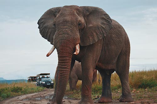 cuanto pesa el elefante asiatico
