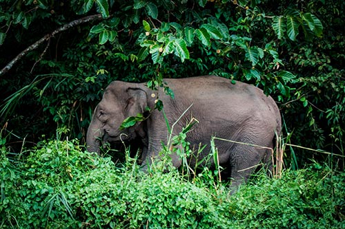 cuanto pesa el elefante del bosque