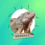 Nombres para Iguanas