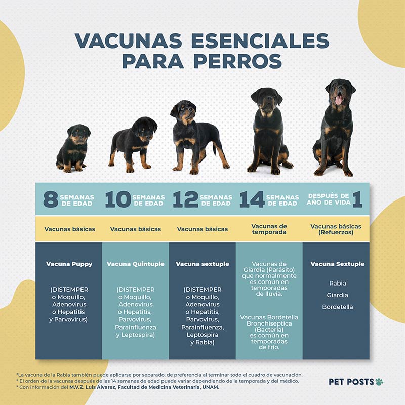 Vacunas necesarias para perros - Infografía