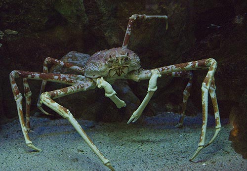 20 Animales Extraños que Probablemente No Conocías - Cangrejo Gigante