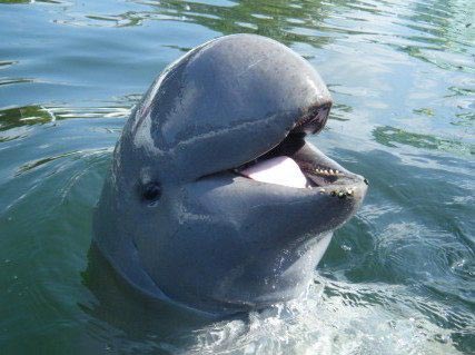 20 Animales Extraños que Probablemente No Conocías - Delfín del río Irawadi