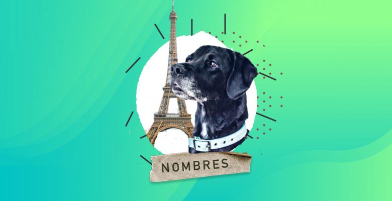110 Nombres franceses para Perros