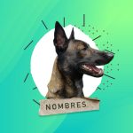 61 Nombres para perros belga Malinois