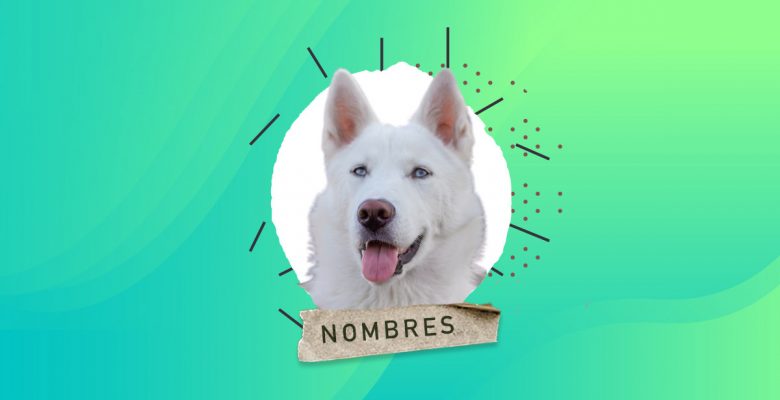 100 Nombres para Perros Blancos