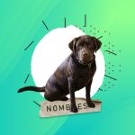 110 Nombres para perros labradores