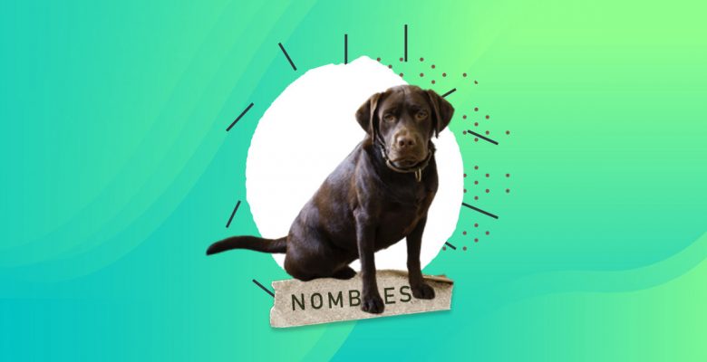 110 Nombres para perros labradores