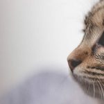 ¿Qué es la conjuntivitis en los gatos?