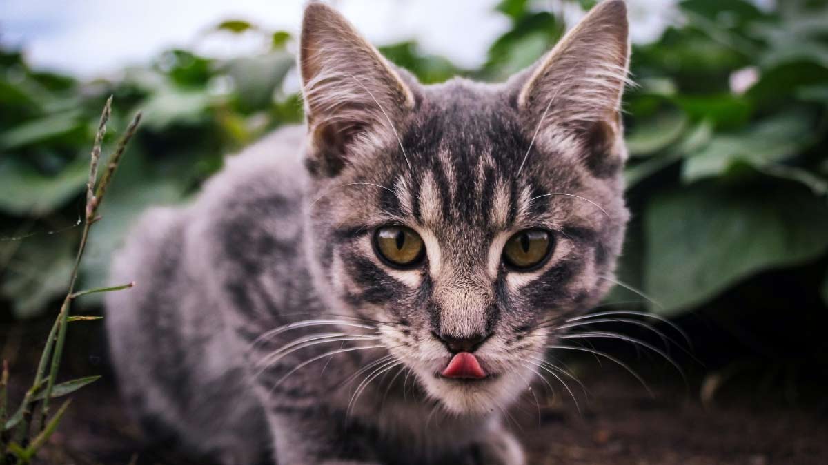 Los Gatos pueden Comer Pan? Si, pero... Pet Posts