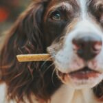 ¿Los perros pueden comer avena?