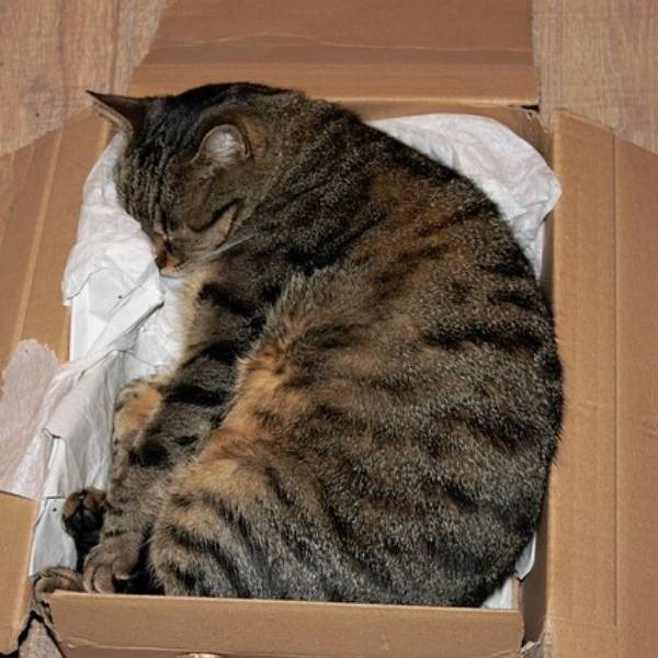 porque los gatos aman las cajas de carton