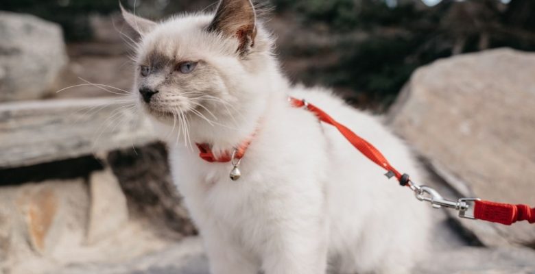¿Es bueno Colocar un Cascabel en el Collar de tu Gato?