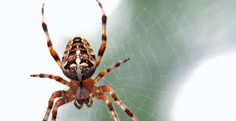 5 Arañas más venenosas del mundo