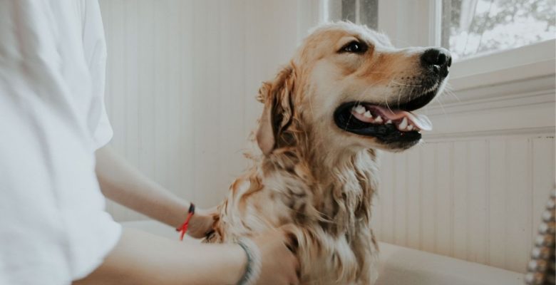 ¿Cómo evitar garrapatas en los perros?