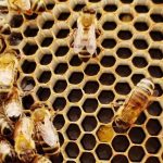 ¿Cómo elaboran miel las abejas?