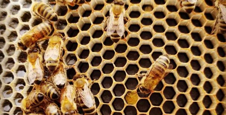 ¿Cómo elaboran miel las abejas?