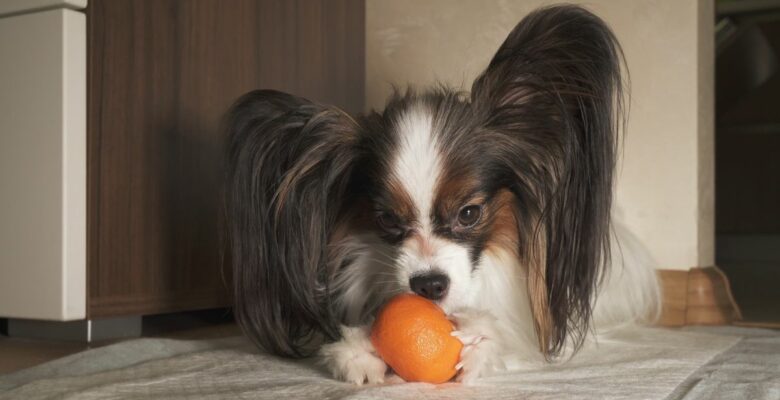 ¿Los perros pueden comer mandarina?
