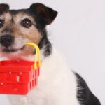 ¿Los perros pueden comer gelatina?