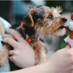¿Los perros pueden comer helado?