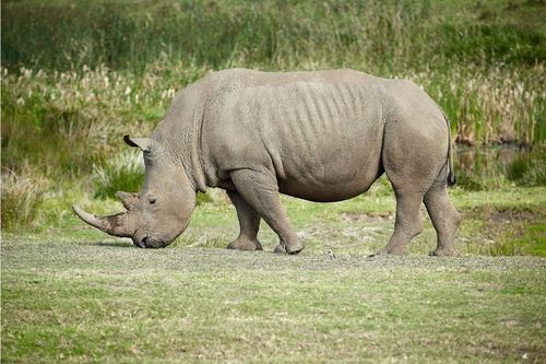 Rinoceronte - Animales que viven en la jungla