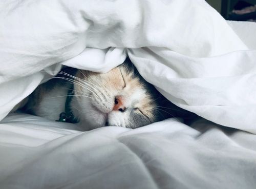 Un gato te ayuda a mejorar la calidad del sueño