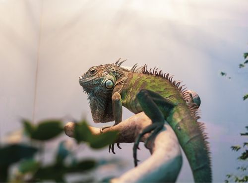 Tamaño de Terrario Iguana - Pet Posts