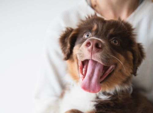 beneficios del omega 3 en los perros