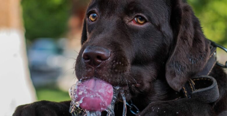 ¿Cuanta agua debe tomar un perro con insuficiencia renal