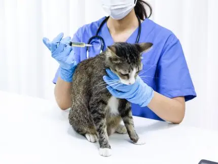 Seccion salud para gatos